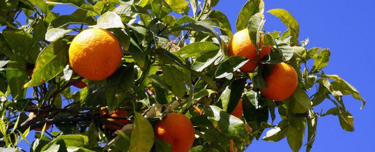 Grief Smells Like Orange Blossoms