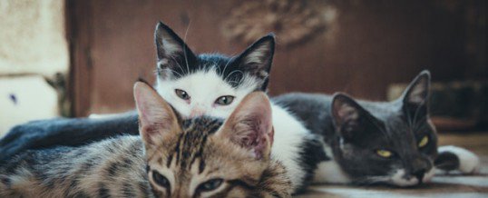 the neighbor is herding your cats your caring law firm